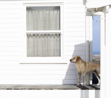 Dog at Pearl Bay Beach house